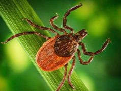 В Молдове сезон клещей начался раньше обычного из-за аномальных температур