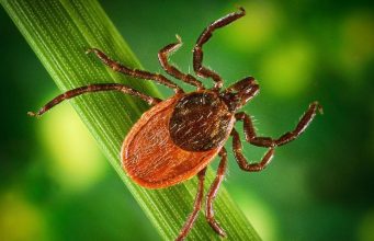 В Молдове сезон клещей начался раньше обычного из-за аномальных температур