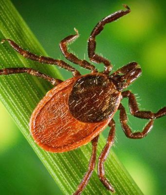 В Молдове сезон клещей начался раньше обычного из-за аномальных температур