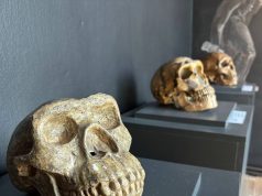 В Старом Оргееве открылся Музей археологии и антропологии