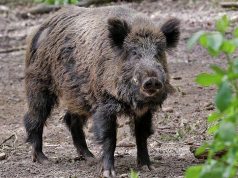 В Бричанском районе зафиксирован случай африканской чумы свиней