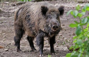 В Бричанском районе зафиксирован случай африканской чумы свиней
