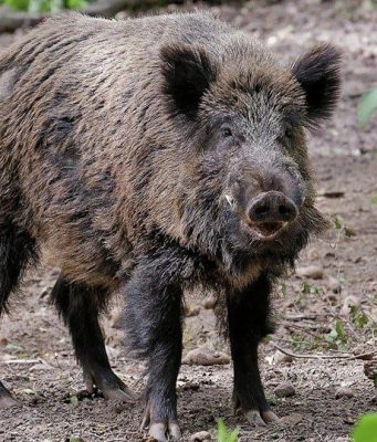 В Бричанском районе зафиксирован случай африканской чумы свиней