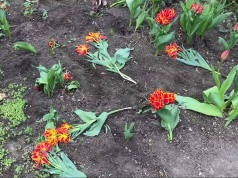 В сквере Кафедрального собора в центре Кишинёва вандалы уничтожили клумбы с тюльпанами.