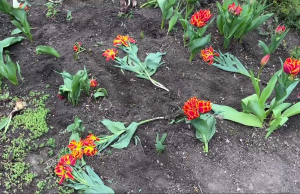 В сквере Кафедрального собора в центре Кишинёва вандалы уничтожили клумбы с тюльпанами.