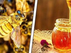 Молдова впервые отпраздновала Национальный день пчелы