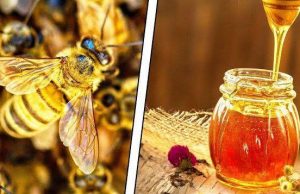 Молдова впервые отпраздновала Национальный день пчелы