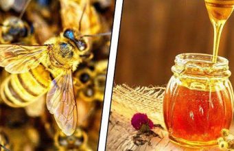 Молдова впервые отпраздновала Национальный день пчелы