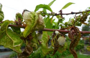 Непогода нанесла ущерб садам Приднестровья