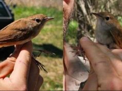 Уникальное событие: В Молдове впервые поймана и окольцована особь южного соловья