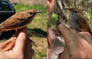 Уникальное событие: В Молдове впервые поймана и окольцована особь южного соловья