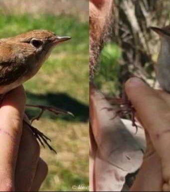 Уникальное событие: В Молдове впервые поймана и окольцована особь южного соловья