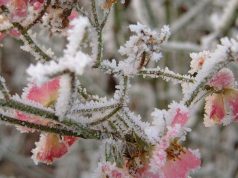 Апрельские заморозки в Молдове нанесли серьёзный ущерб сельскому хозяйству