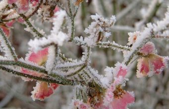 Апрельские заморозки в Молдове нанесли серьёзный ущерб сельскому хозяйству