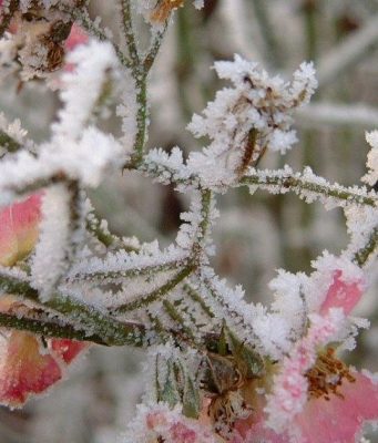 Апрельские заморозки в Молдове нанесли серьёзный ущерб сельскому хозяйству