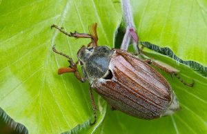 Охота на майских жуков: их вредность и меры борьбы в Молдове