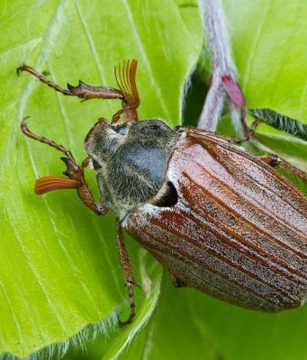 Охота на майских жуков: их вредность и меры борьбы в Молдове