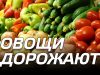 В Молдове овощи подорожали на 44% в I квартале 2025 года