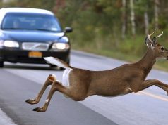 Полиция Молдовы спасла косулю на дороге в Кристештах