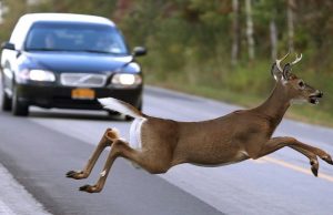 Полиция Молдовы спасла косулю на дороге в Кристештах