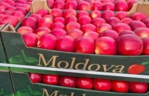В Молдове яблоки подорожали до пятилетнего максимума