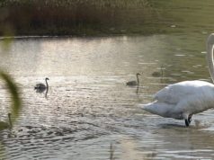 Лебеди сделали пруд в Кишкэренах природной жемчужиной Молдовы