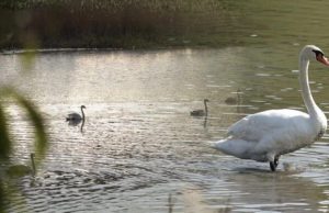 Лебеди сделали пруд в Кишкэренах природной жемчужиной Молдовы