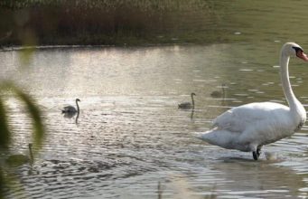 Лебеди сделали пруд в Кишкэренах природной жемчужиной Молдовы