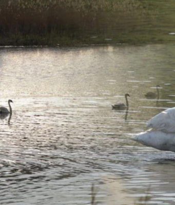 Лебеди сделали пруд в Кишкэренах природной жемчужиной Молдовы