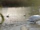 Лебеди сделали пруд в Кишкэренах природной жемчужиной Молдовы