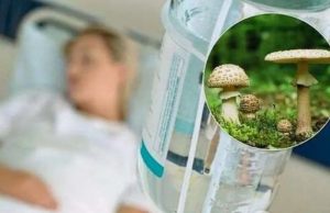 В Молдове зафиксированы новые случаи отравления грибами