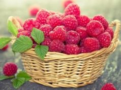 Весенние заморозки нанесли серьезный ущерб ягодным плантациям в Молдове