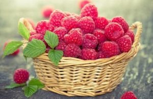 Весенние заморозки нанесли серьезный ущерб ягодным плантациям в Молдове