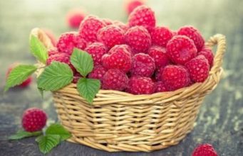 Весенние заморозки нанесли серьезный ущерб ягодным плантациям в Молдове