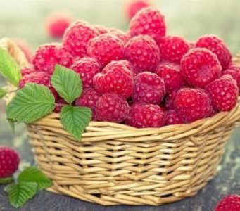 Весенние заморозки нанесли серьезный ущерб ягодным плантациям в Молдове