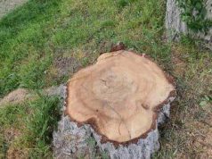 Скандал с вырубкой деревьев в Кишиневе: муниципальный совет требует объяснений