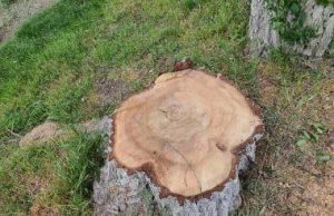 Скандал с вырубкой деревьев в Кишиневе: муниципальный совет требует объяснений