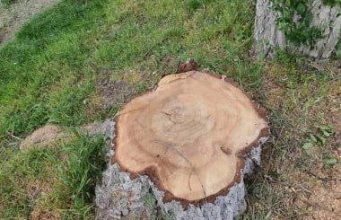 Скандал с вырубкой деревьев в Кишиневе: муниципальный совет требует объяснений