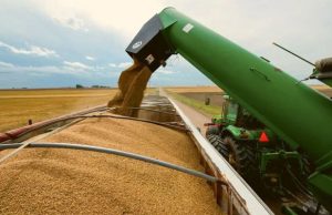 Экспорт пшеницы из Молдовы сократился на 37% на фоне падения цен