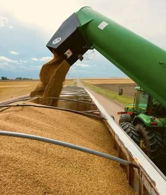 Экспорт пшеницы из Молдовы сократился на 37% на фоне падения цен