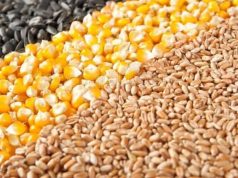 Цены на продукцию растениеводства в Молдове значительно выросли в I квартале 2025 года