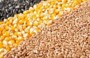 Цены на продукцию растениеводства в Молдове значительно выросли в I квартале 2025 года