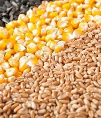 Цены на продукцию растениеводства в Молдове значительно выросли в I квартале 2025 года