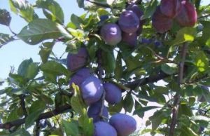 Урожай фруктов в Молдове: заморозки не нанесли серьёзного ущерба