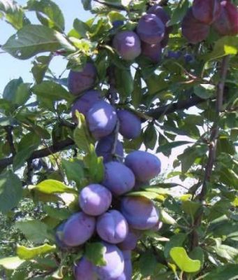 Урожай фруктов в Молдове: заморозки не нанесли серьёзного ущерба