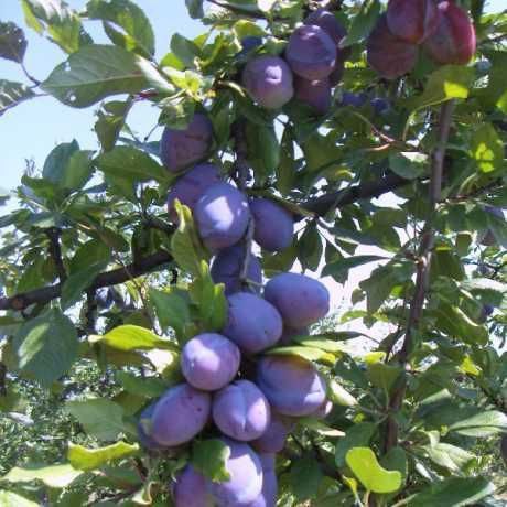 photo_5260484835179363736_x