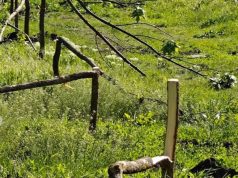 Кишинёве вандалы срубили саженцы деревьев в секторе Рышкановка