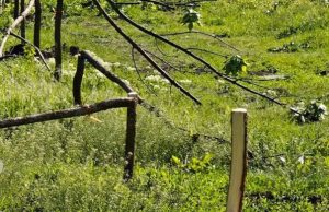 Кишинёве вандалы срубили саженцы деревьев в секторе Рышкановка