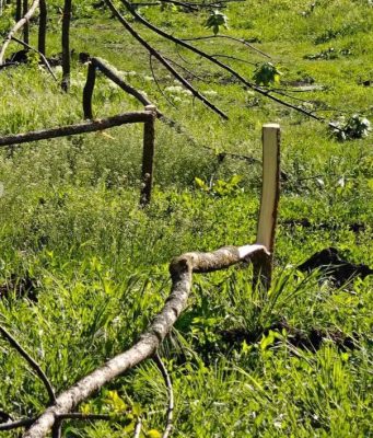 Кишинёве вандалы срубили саженцы деревьев в секторе Рышкановка
