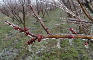 Более 8000 гектаров фруктовых садов пострадали из-за апрельских заморозков